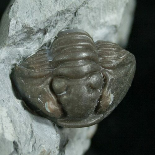 Enrolled Flexicalymene Trilobite In Matrix #8320